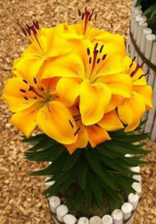 Sázení lilií není žádné věda, když víte, jak na to - a s tím vám můžeme poradit.