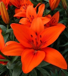 ORANGE SUMMER