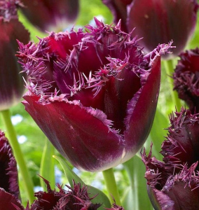 PURPLE CRYSTAL