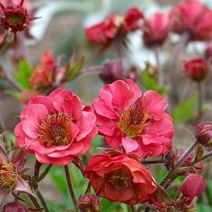 FLAMES OF PASSION