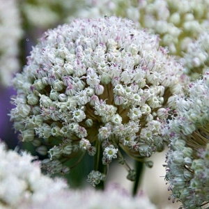 ampeloprasum PING PONG