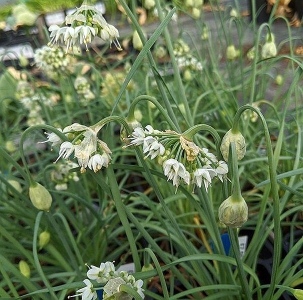 cernuum WHITE DWARF