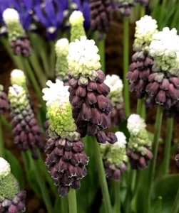 latifolium GRAPE ICE