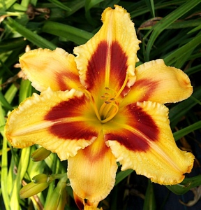 SULPHUR FLAMES