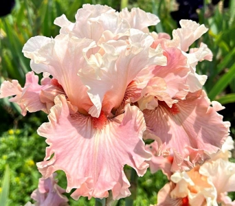WEDDING BOUQUET