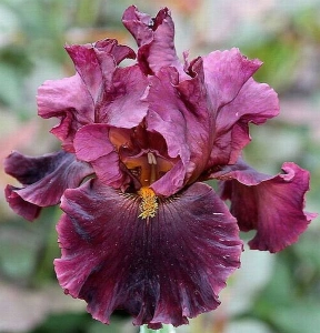 HEARTY BURGUNDY
