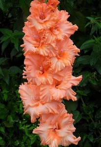 TROPICAL BLUSH