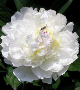 WHITE SUPREME