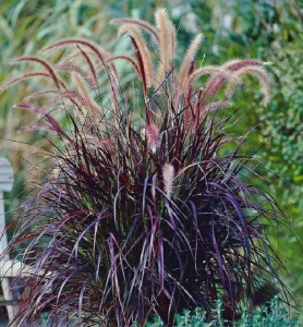 RUBRUM