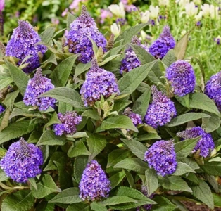 LITTLE ROCKSTARS BLUE