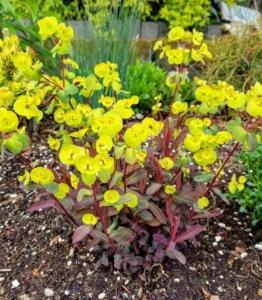 WALBERTON’S RUBY GLOW
