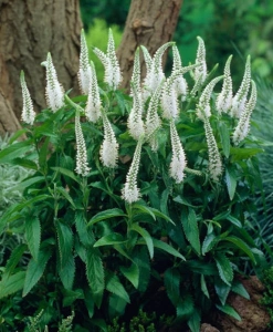 WHITE JOLANDA