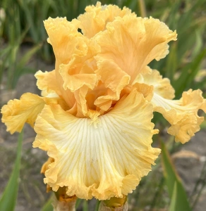 APRICOT BLONDE