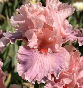 STARRED PINK