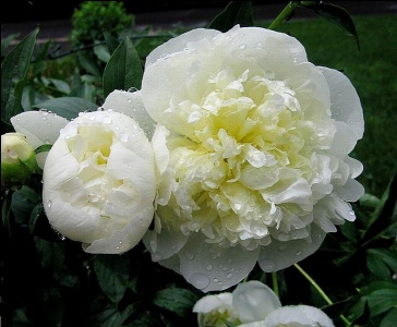 DUCHESSE DE NEMOURS
