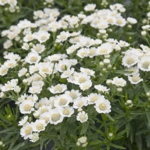 ptarmica NANA COMPACTA