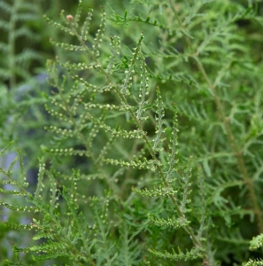 LINEARIS POLYDACTYLON