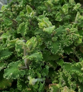 ožanka lesní CRISPUM