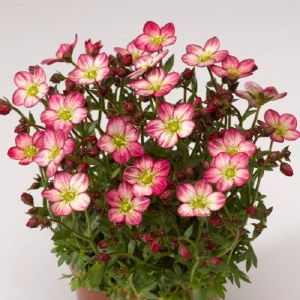 ALPINE EARLY PICOTEE