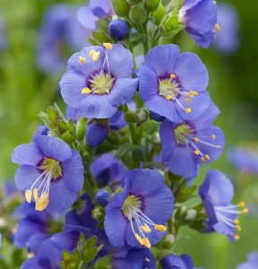 jirnice BAMBINO BLUE