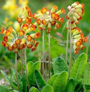 ORANGE RED WITH YELLOW