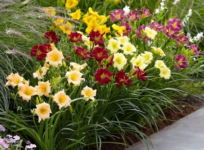 KOLEKCE BLOMFINITY -  4 kusy