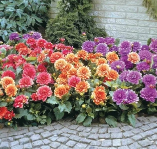 SMĚS GO GO JIŘINEK