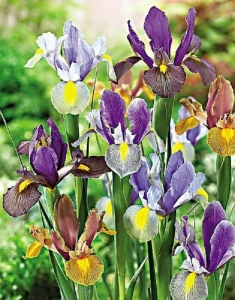 SMĚS TYGŘÍCH KOSATCŮ