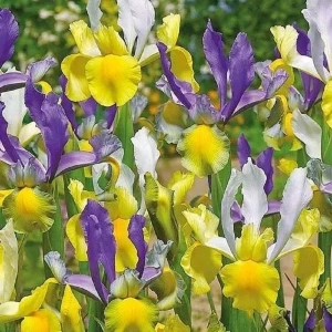 SMĚS MYSTARIOUS RAINBOW