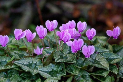 hederifolium