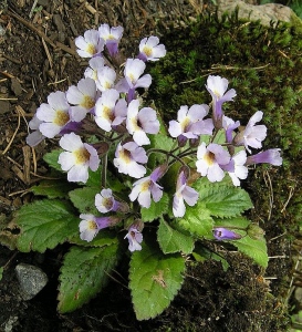 nečada rhodopská