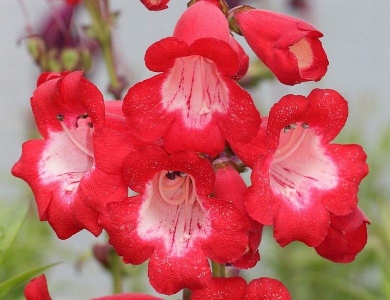 RUBICUNDA