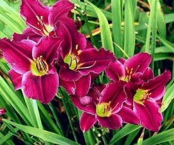 GRAPE VELVET