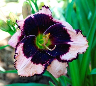 JANE TRIMMER