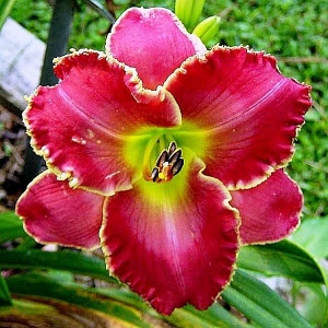 PAITING THE ROSE RED