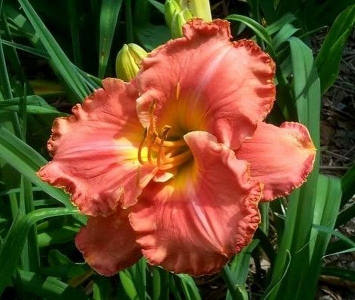 TROPICAL JEWEL