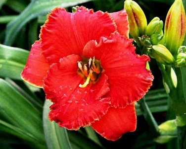 SPACECOAST TINY INFERNO