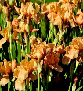 APRICOT DROPS