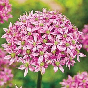 PINK JEWEL