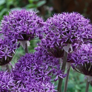 stipitatum VIOLET BEAUTY