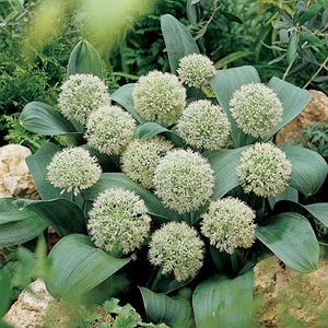 karataviense IVORY QUEEN