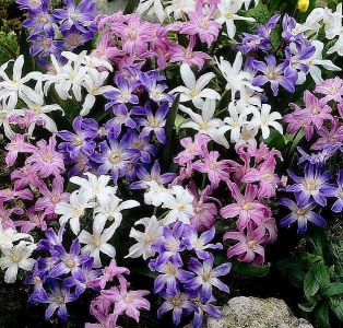 SMĚS SKALKOVÝCH LADONIČEK