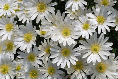 blanda WHITE SPLENDOUR