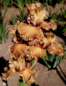 CARAMEL CANDY