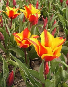 LOVELY SURPRISE