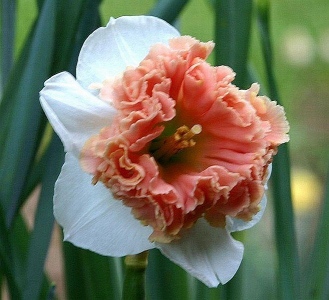 RASPBERRY CREME