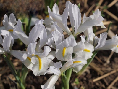 WHITE CAUCASUS