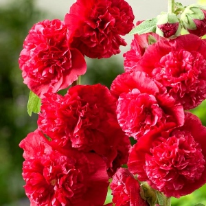 CHATERS DOUBLE SCARLET