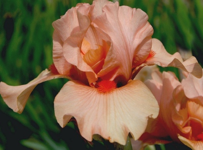 SIMPLY CORAL
