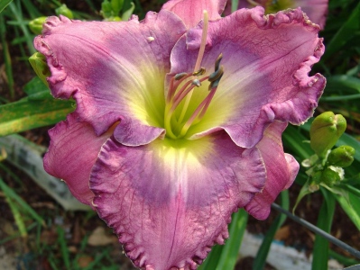 LAVENDER EXALTATION